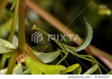 Small Mantid Nymph Small Mantid Nymph 72956337