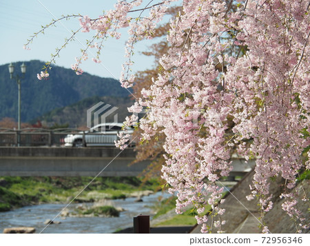 高山垂枝櫻花 72956346