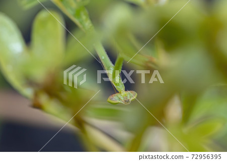 Small Mantid subadult 72956395