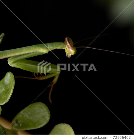 Small Mantid subadult 72956402