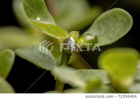 Mealybug with a ant in a common purslane plant 72956404