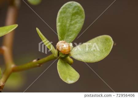 Hover Fly Pupa 72956406
