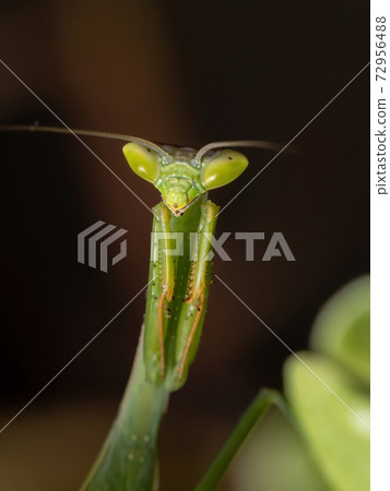 Small Mantid subadult Small Mantid subadult 72956488
