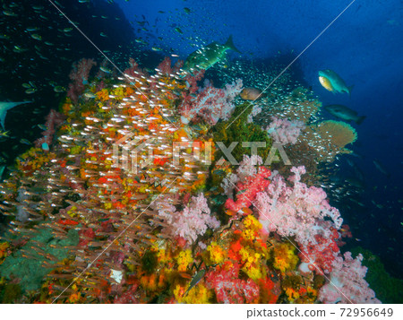 Coral roots and herds of Kinmokudoki (Richeryu Rock, Surin Islands, Kingdom of Thailand) 72956649