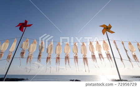 Squid drying Jeju Island, Korea Squid drying Jeju Island, Korea 72956729