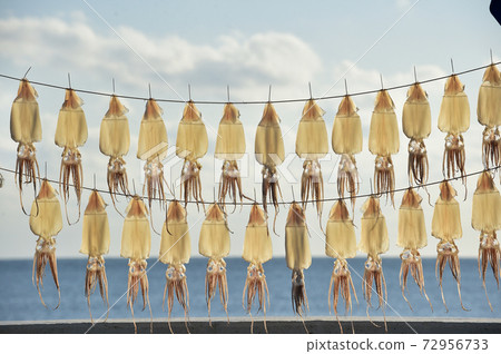 Squid drying Jeju Island, Korea Squid drying Jeju Island, Korea 72956733