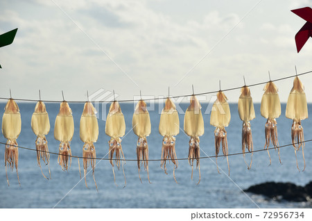 Squid drying Jeju Island, Korea Squid drying Jeju Island, Korea 72956734