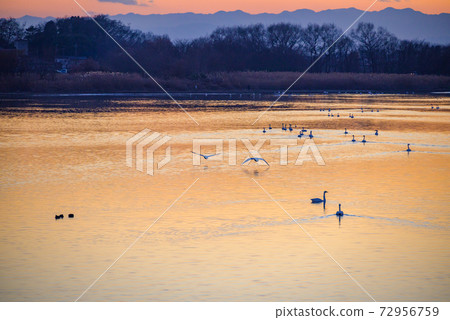 天鵝登陸地館立林市立鳥沼群馬 天鵝登陸地館立林市立鳥沼群馬 72956759