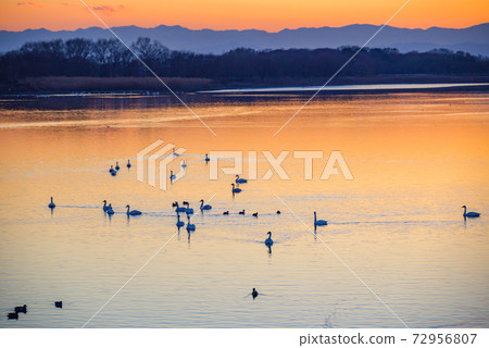 天鵝登陸地館立林市立鳥沼群馬 天鵝登陸地館立林市立鳥沼群馬 72956807