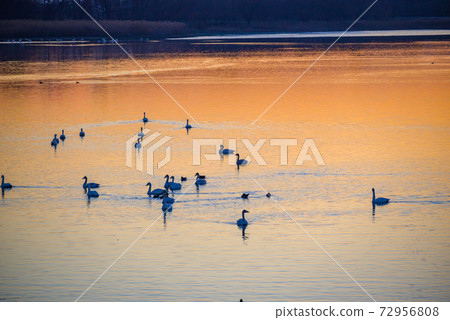 天鵝登陸地館立林市立鳥沼群馬 天鵝登陸地館立林市立鳥沼群馬 72956808