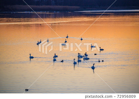 天鵝登陸地館立林市立鳥沼群馬 天鵝登陸地館立林市立鳥沼群馬 72956809