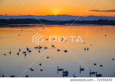 Swan's landing site Tataranuma Gunma Tatebayashi 72956830