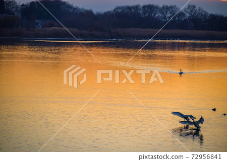 天鵝登陸地館立林市立鳥沼群馬 天鵝登陸地館立林市立鳥沼群馬 72956841