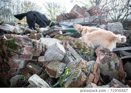 Dog looking for injured people in ruins after earthquake . Dog looking for injured people in ruins after earthquake . 72956887