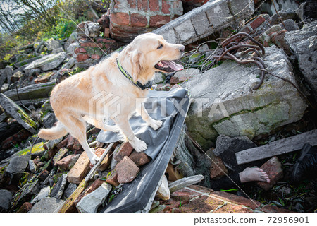 Dog looking for injured people in ruins after earthquake . Dog looking for injured people in ruins after earthquake . 72956901