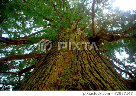 Osugi of Kuwadaira, a huge cedar tree in the forest of the guardian of Satoyama, Shikoku, Tsurugi Town, Tokushima Prefecture (8) 72957147