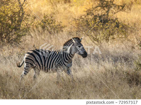 Common Zebra, South, Africa 72957317