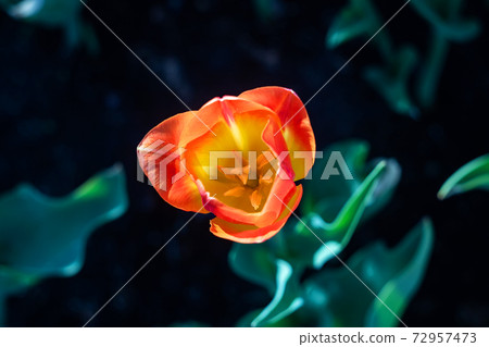 Yellow tulip against the backdrop of greenery, top view Yellow tulip against the backdrop of greenery, top view 72957473