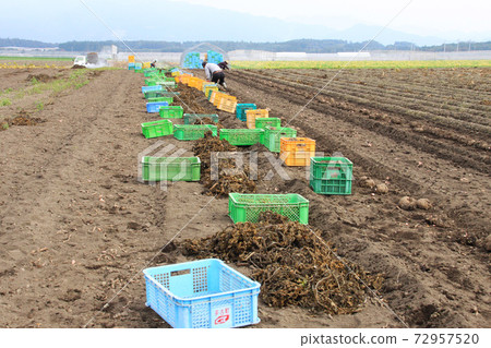 Harvesting konjac potatoes Harvesting konjac potatoes 72957520
