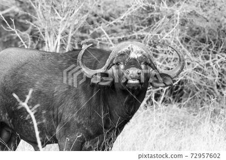 Bovidae.Kruger National Park South Africa 72957602