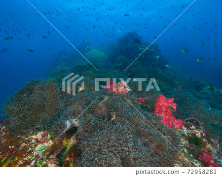 Senju sea anemone colony (Richeryu Rock, Surin Islands, Kingdom of Thailand) 72958281