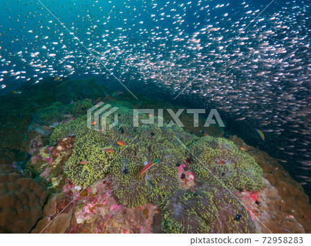 Kumanomi(臭鼬Anemonefish)和Senjuisoginchak(泰國斯米蘭群島Tachai島) Kumanomi(臭鼬Anemonefish)和Senjuisoginchak(泰國斯米蘭群島Tachai島) 72958283