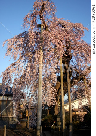 Weeping cherry blossoms dyed in the setting sun, Komyoji Temple, Kasama City Weeping cherry blossoms dyed in the setting sun, Komyoji Temple, Kasama City 72959061