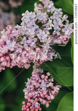 lilac flowers with green leaves close up 72959667