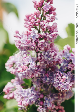 lilac flowers with green leaves close up 72959675