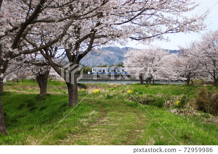 A train crossing an iron bridge over a row of cherry blossom trees 72959986