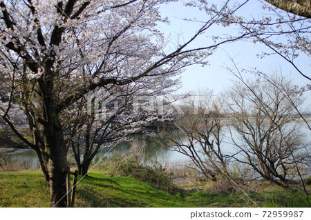 筑紫湖岸邊的櫻花 72959987