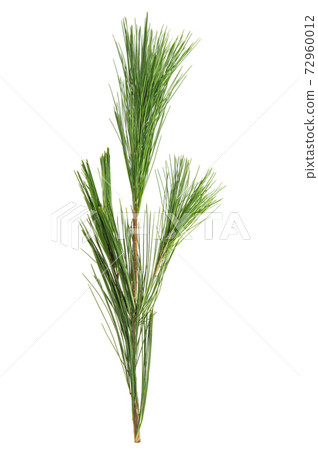 Cedar leaf isolated white background Conifer tree branch 72960012