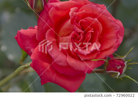 Red roses are in bloom in the rose garden. The name of this rose is Marina. Red roses are in bloom in the rose garden. The name of this rose is Marina. 72960022