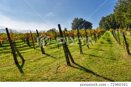 Small vineyard 72960161