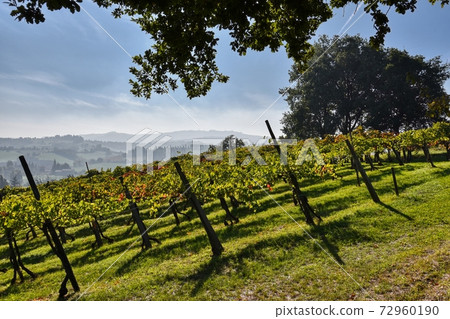 Hill of vineyards 72960190