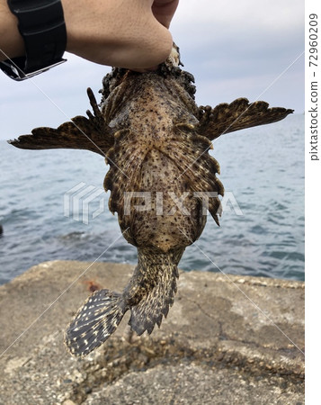 日本蜜蜂 日本蜜蜂 72960209