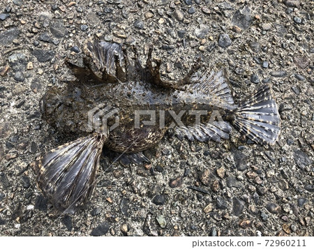 日本蜜蜂 日本蜜蜂 72960211