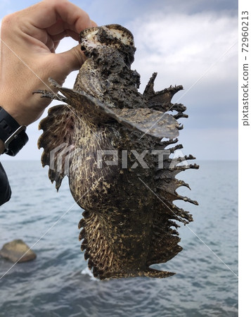 Inimicus japonicus 72960213