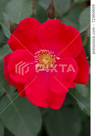 紅色的玫瑰花朵盛開在玫瑰花園裡。這朵玫瑰的名字叫薩拉·班德(Sara Band)。 紅色的玫瑰花朵盛開在玫瑰花園裡。這朵玫瑰的名字叫薩拉·班德(Sara Band)。 72960609