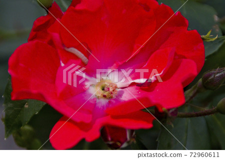 紅色的玫瑰花朵盛開在玫瑰花園裡。這朵玫瑰的名字叫薩拉·班德(Sara Band)。 紅色的玫瑰花朵盛開在玫瑰花園裡。這朵玫瑰的名字叫薩拉·班德(Sara Band)。 72960611