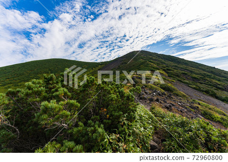 山羊蹄 照片素材 圖片 圖庫