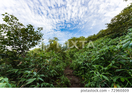 山羊蹄 照片素材 圖片 圖庫