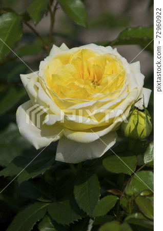 Yellow roses are in bloom in the rose garden. The name of this rose is Tours Lautrec. Yellow roses are in bloom in the rose garden. The name of this rose is Tours Lautrec. 72960922