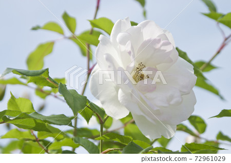 白玫瑰在玫瑰園中盛開。這朵玫瑰的名字叫冰山（Schnewigen）。 72961029