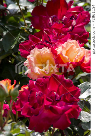 Red and orange rose flowers are in bloom in the rose garden. The name of this rose is Yachiyo Nishiki. 72961154