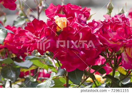 Red and orange rose flowers are in bloom in the rose garden. The name of this rose is Yachiyo Nishiki. 72961155