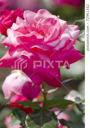 Pink rose flowers are in bloom in the rose garden. The name of this rose is Princess Chichibu. Pink rose flowers are in bloom in the rose garden. The name of this rose is Princess Chichibu. 72961382