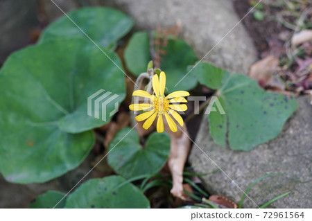 Tsuwabuki flower Tsuwabuki flower 72961564