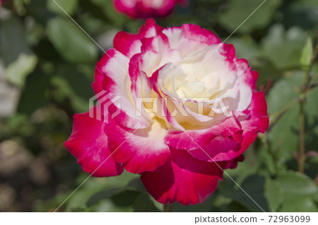 玫瑰花園裡盛開著粉紅色和白色的玫瑰花朵。這朵玫瑰的名字叫Double Delight。 玫瑰花園裡盛開著粉紅色和白色的玫瑰花朵。這朵玫瑰的名字叫Double Delight。 72963099