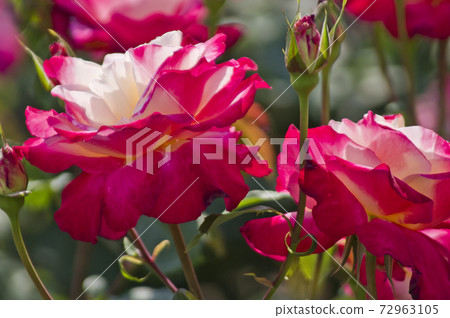 玫瑰花園裡盛開著粉紅色和白色的玫瑰花朵。這朵玫瑰的名字叫Double Delight。 玫瑰花園裡盛開著粉紅色和白色的玫瑰花朵。這朵玫瑰的名字叫Double Delight。 72963105